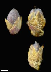 Veronica pentasepala. Capsule in anterior view (top left), lateral view (top right), and posterior view to show small fifth calyx lobe (below). Scale = 1 mm.
 Image: P.J. Garnock-Jones © Landcare Research CC-BY-NC 3.0 NZ